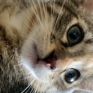 Meet your Posher, Abril